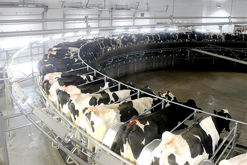 農業生產-乳品科學-副學士學位